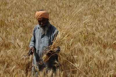 Punjab Reaps Biggest Wheat Crop In 20 Years