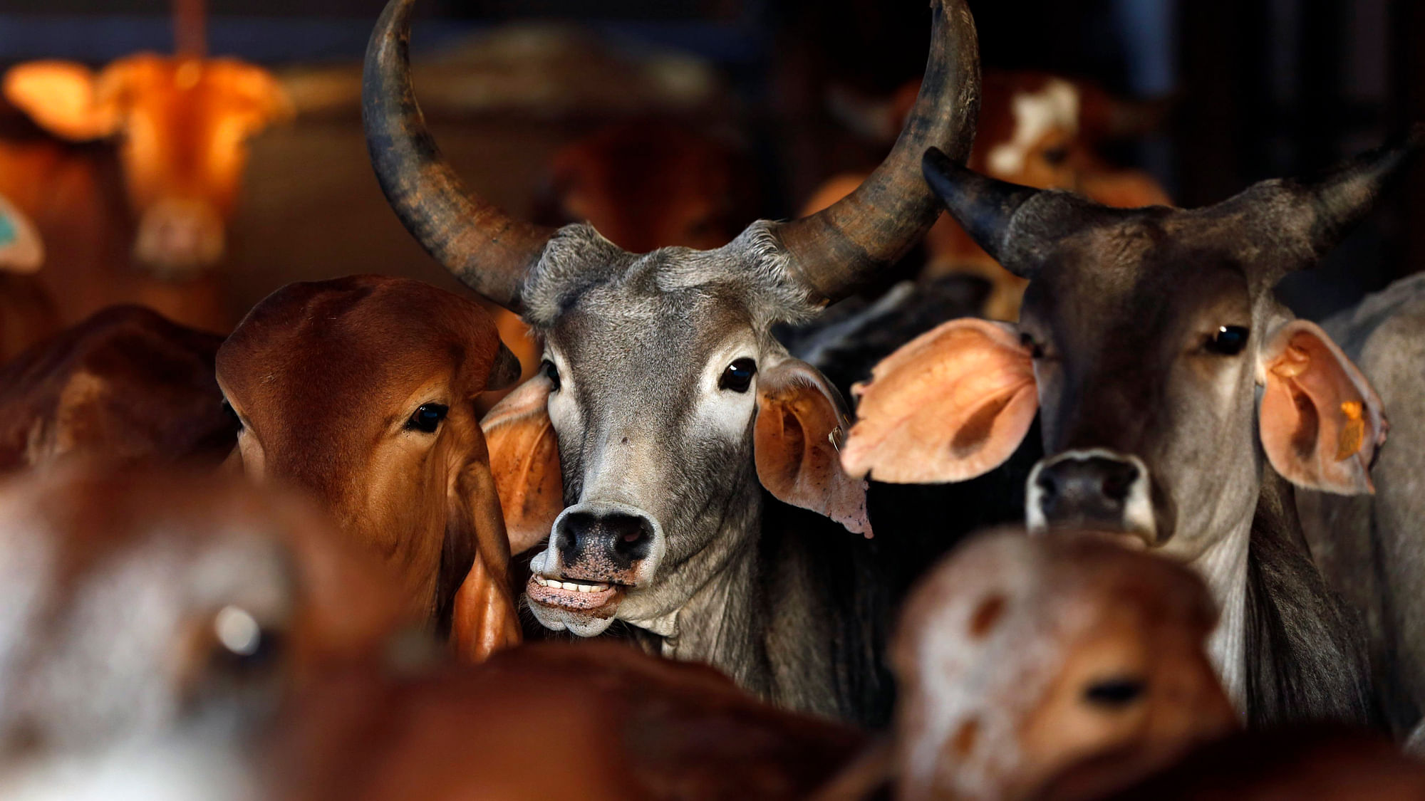 गाय को राष्ट्रमाता घोषित करने और गोमांस की बिक्री पर प्रतिबंध लगाये जाने की मांग को लेकर पहुंचे थे कार्यकर्ता. (फोटोः Reuters) 