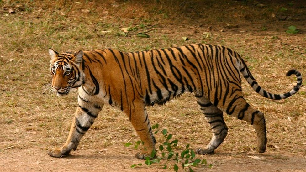 बाघ की फाइल फोटो (फोटो: ReuterS)