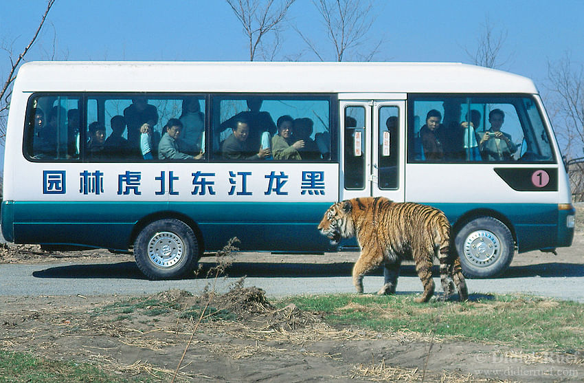 बाघों की घटती संख्या के बीच चीन से अच्छी खबर 