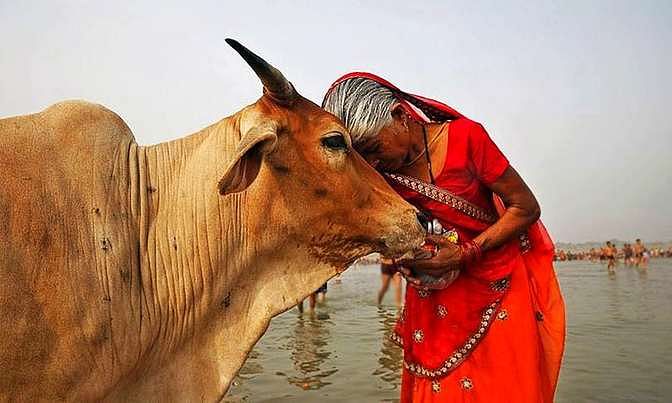 विनायक सावरकर ने यहां तक कहा था कि जरूरत पड़ने पर गाय को खाया भी जा सकता है.