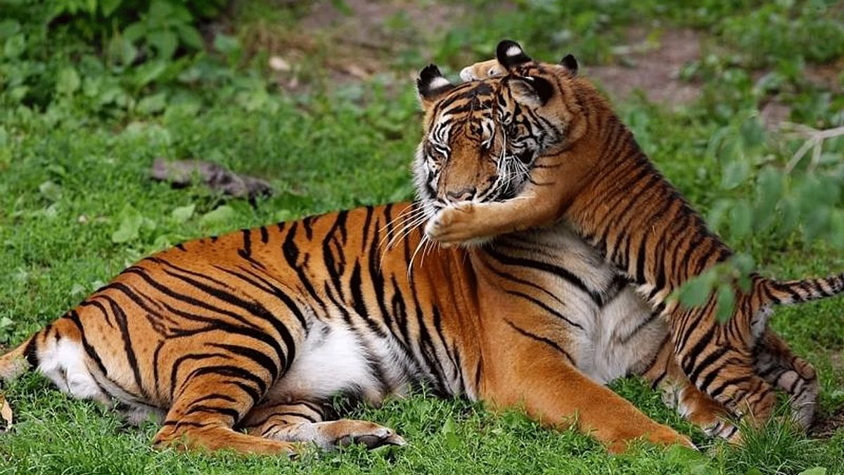 International Tiger Day 2021: बाघों की कई प्रजातियां हैं जो पूरी दुनिया में पाई जाती हैं. 