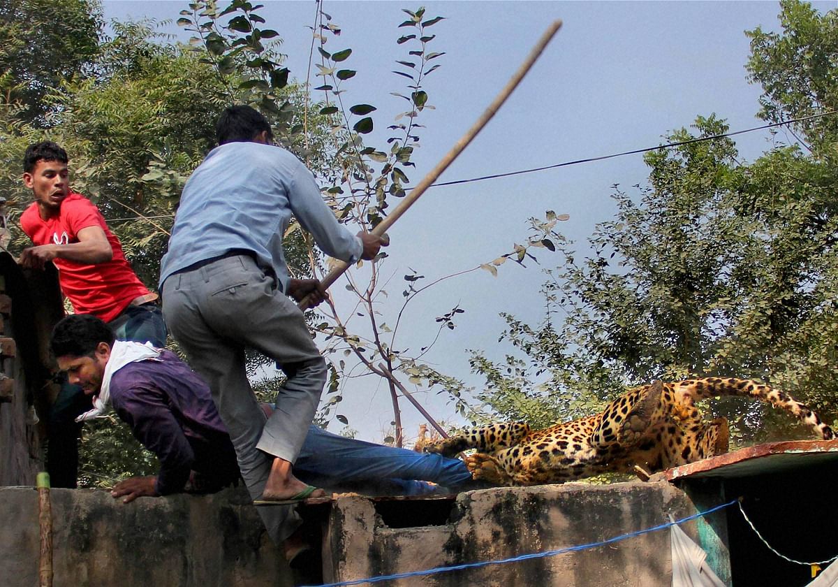 पुलिस और वनविभाग के अधिकारियों के सामने ही ग्रामीणों ने पीट-पीटकर तेंदुए को मार डाला.
