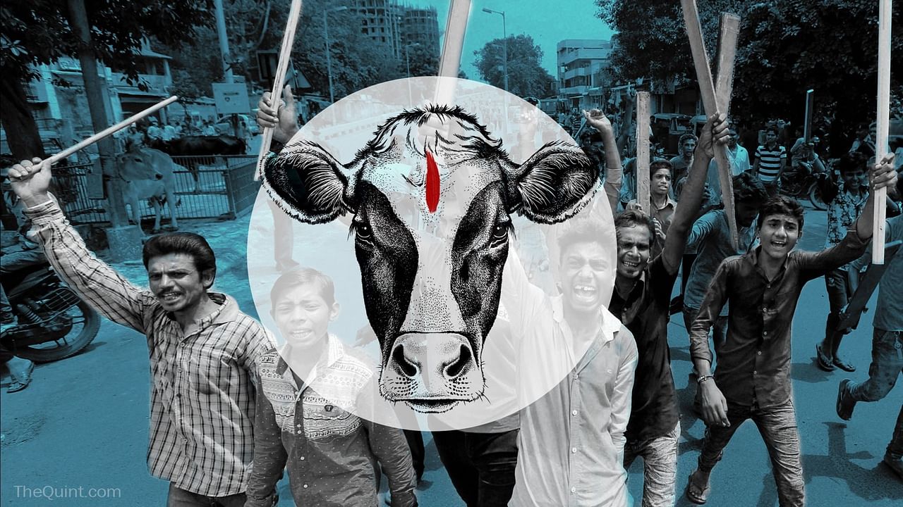 देश में कई जगह गाय को लेकर हिंसा का माहौल  है (फोटो: द क्विंट)