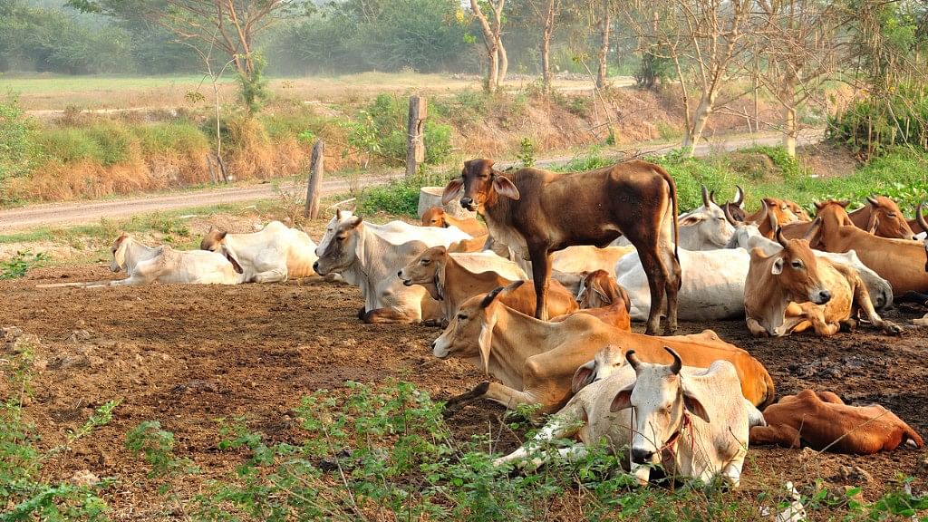 

उत्तरप्रदेश के बुंदेलखंड में अन्ना प्रथा की वजह से सड़कों पर कई गायें घूमती दिख जाती हैं