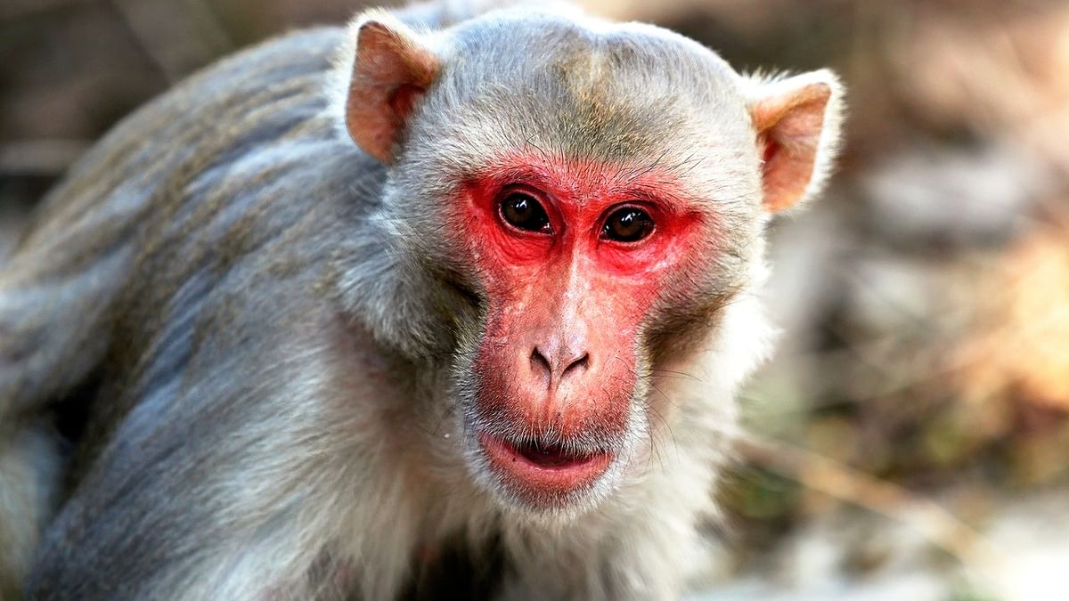 चीन में Monkey B से पहली मौत हुई, कितना घातक है वायरस?
