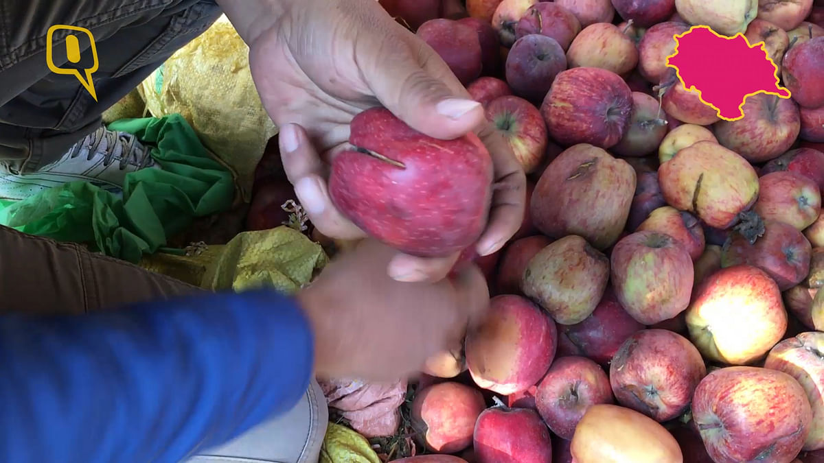 हिमाचल के सेब किसानों का दर्द, बताए नोटबंदी के नुकसान