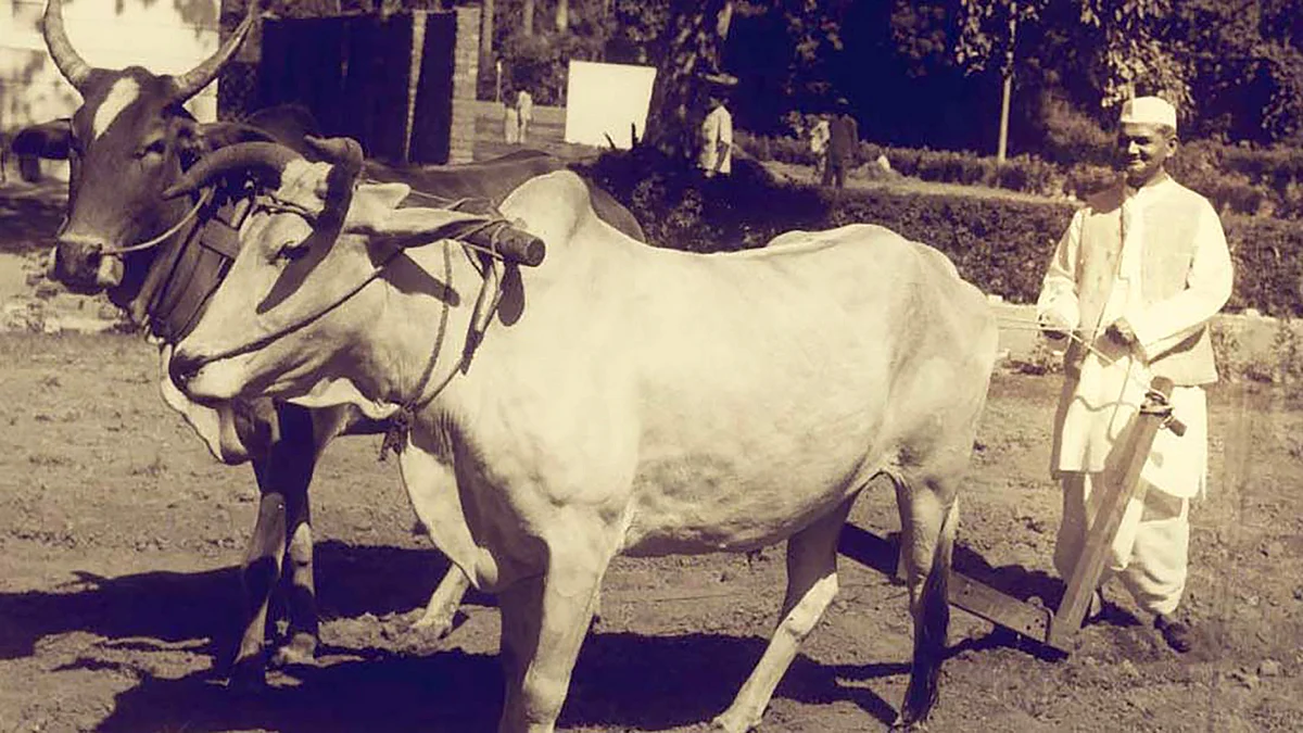 प्रधानमंत्री आवास में हल चलाते लाल बहादुर शास्त्री