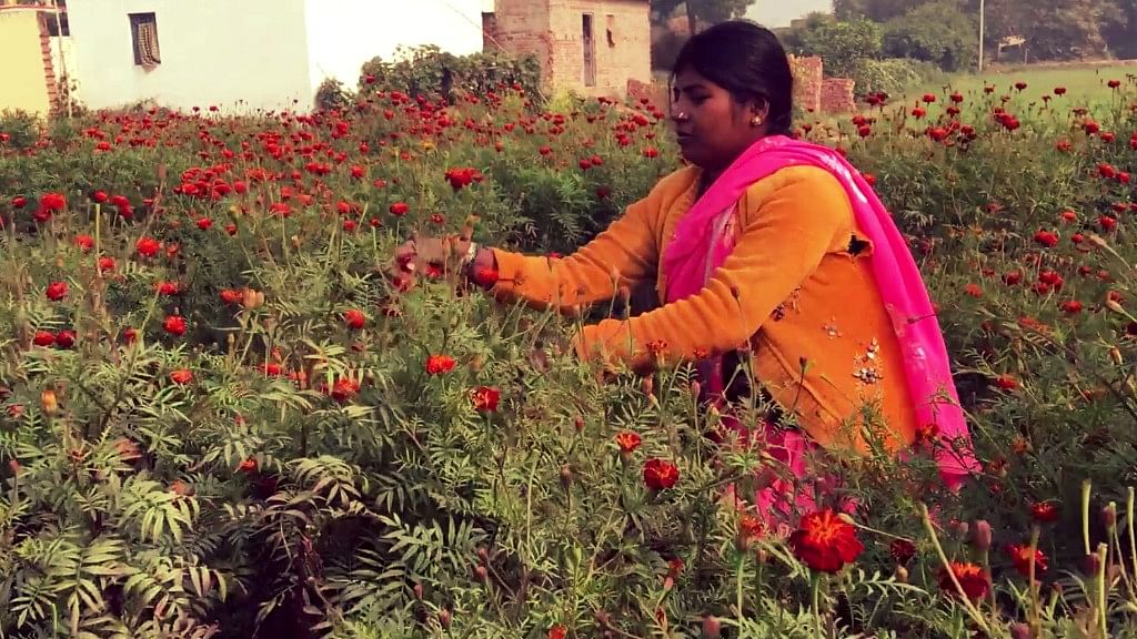 फूल, सब्जियां लगा कर धीरे-धीरे महिलाओं ने चुका दिया महाजनों का कर्ज