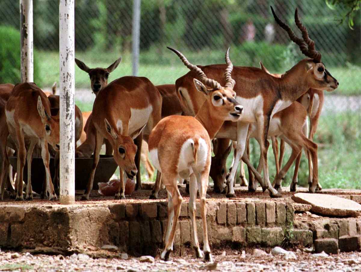 काला हिरण शिकार मामला: जानिए सलमान पर हैं कितने केस