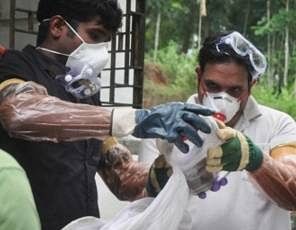 हिमाचल में मृत चमगादड़ निपाह वायरस से संक्रमित नहीं : अधिकारी