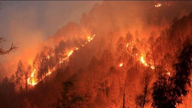 जंगल में आग की बढ़ती घटनाओं को देखते हुए सीएम त्रिवेंद्र सिंह रावत ने जांच के आदेश दिए हैं.