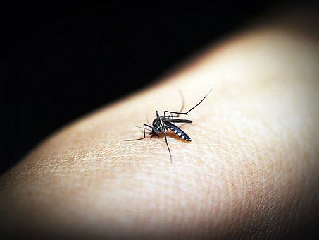डेंगू उन घनी आबादी वाले इलाकों में ज्यादा फैलता है, जहां गंदगी अधिक मात्रा में रहती है.