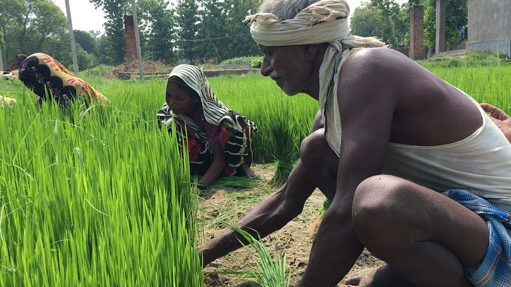 Video: MSP बढ़ाकर ढोल बजाने वाले जरा इन किसानों का दर्द भी सुनें