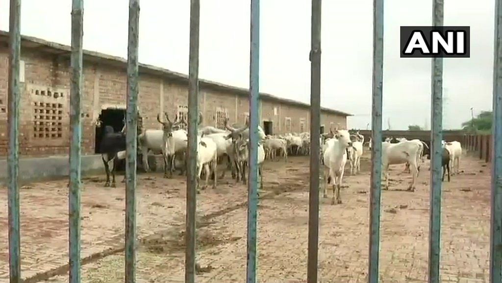 गोहत्या के नाम पर हो रही मॉब लिचिंग की खबरों के बीच राजधानी दिल्ली में 36 गायों की मौत सामने आई है. 