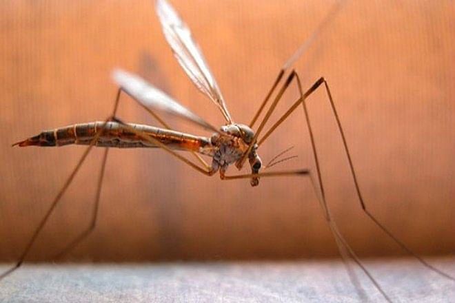 अगर आपको लगता है मच्छरों से डर, तो यहां आपके लिए है अच्छी खबर
