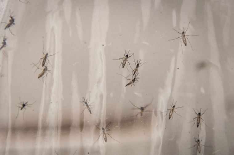 अगर आपको लगता है मच्छरों से डर, तो यहां आपके लिए है अच्छी खबर