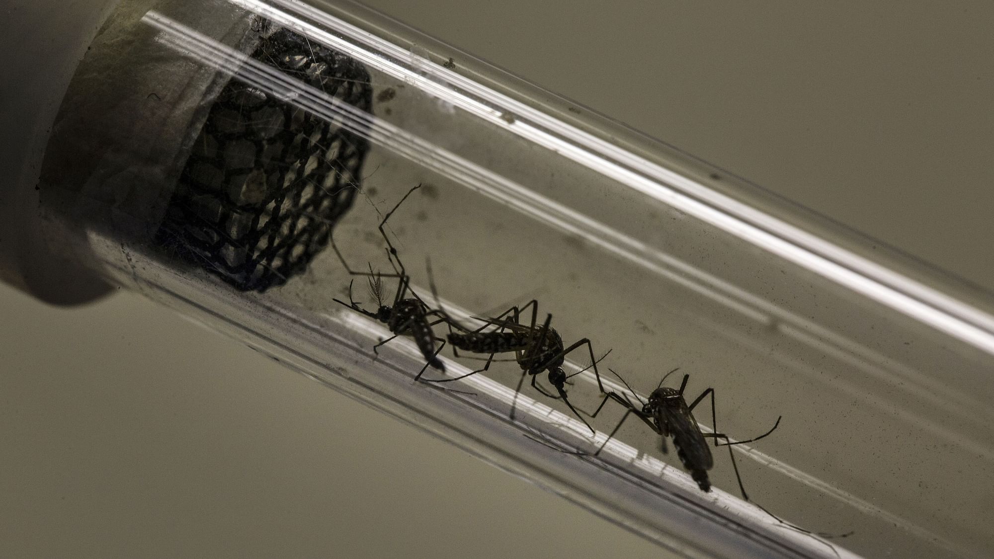 गूगल की पैरेमट कंपनी ने बनाया है मच्छरों के खत्म करने का प्लान