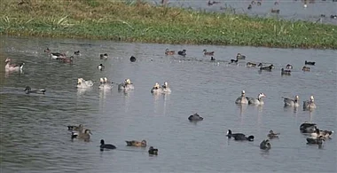 मानव सभ्यता के लिए क्यों जरूरी हैं वेटलैंड्स?