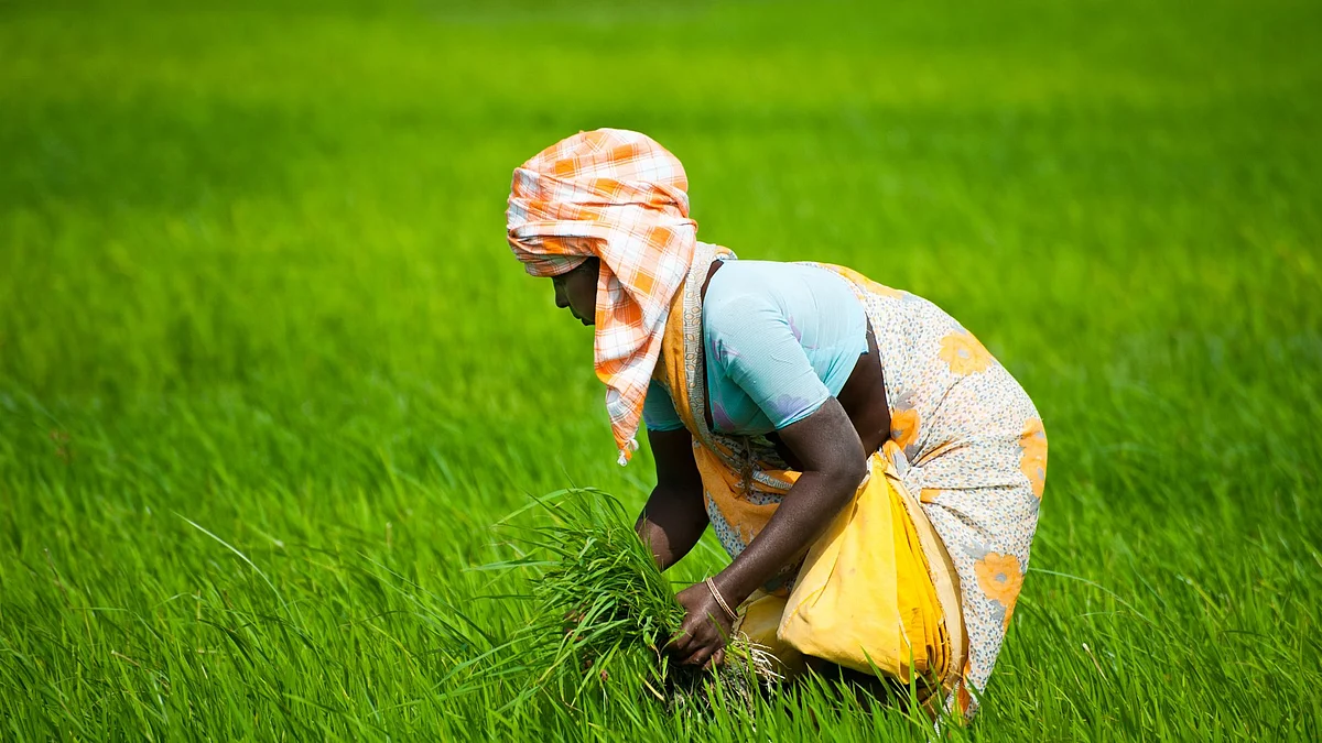 जीरो बजट नेचुरल फार्मिंग यानी प्राकृतिक खेती