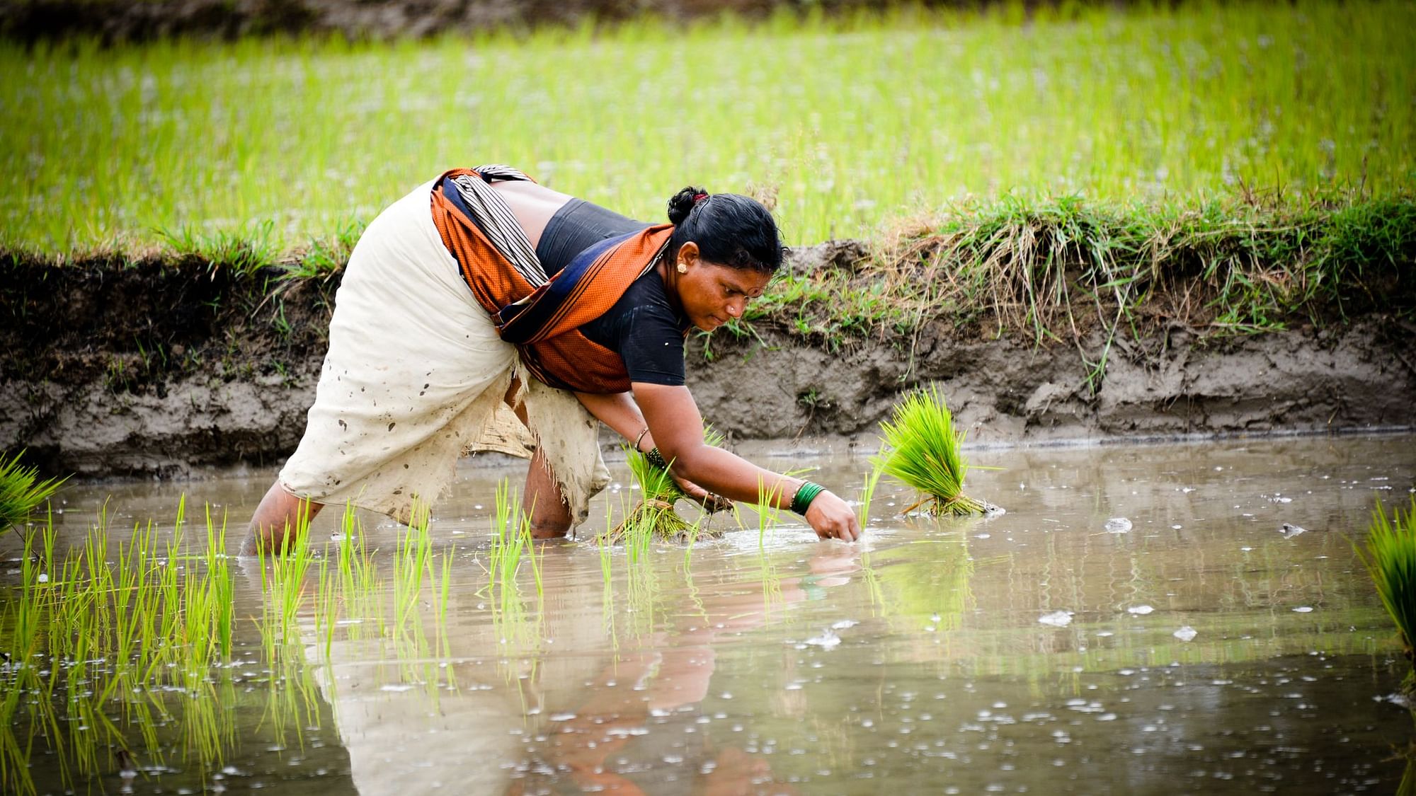 वित्त मंत्री निर्मला सीतारमण ने अपने बजट भाषण में शून्य बजट खेती अपनाने की बात कही
