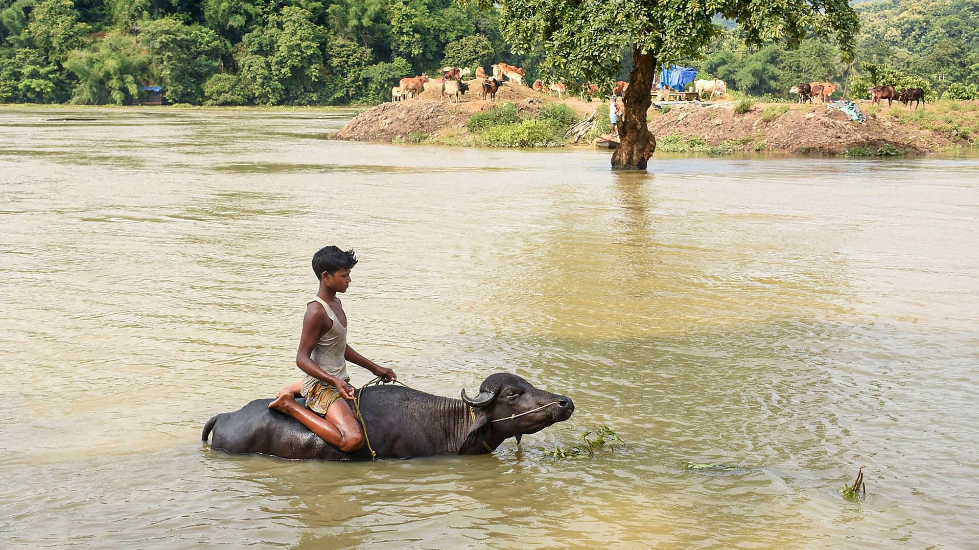 असम में बाढ़ से 57 लाख लोग प्रभावित हैं