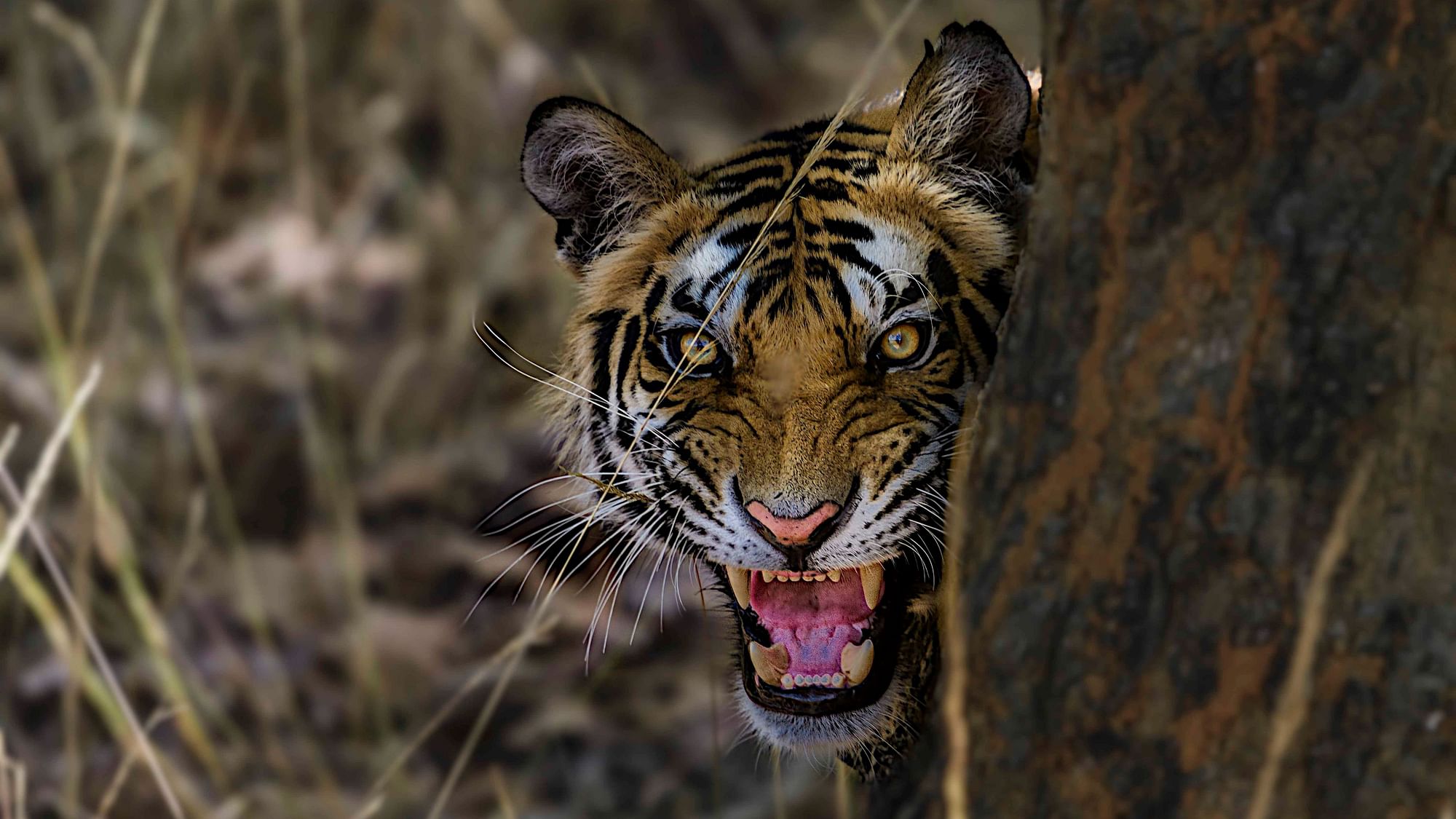 Tiger Day: बाघों की संख्या में 33% का इजाफा, कुल संख्या-2,967