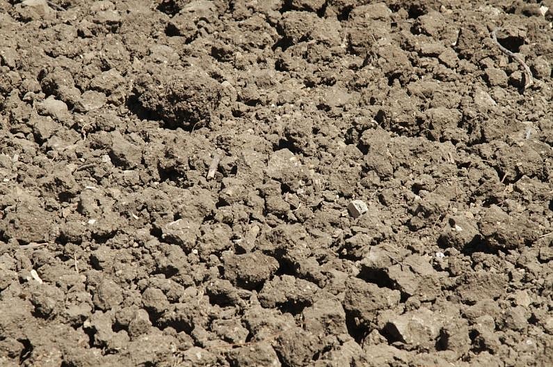 धनकर के खेत की मिट्टी