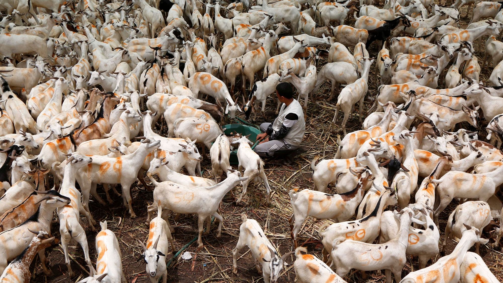 UP के गोरखपुर में प्रेमी ने प्रेमिका के लिए उसके पति को दी 71 भेड़