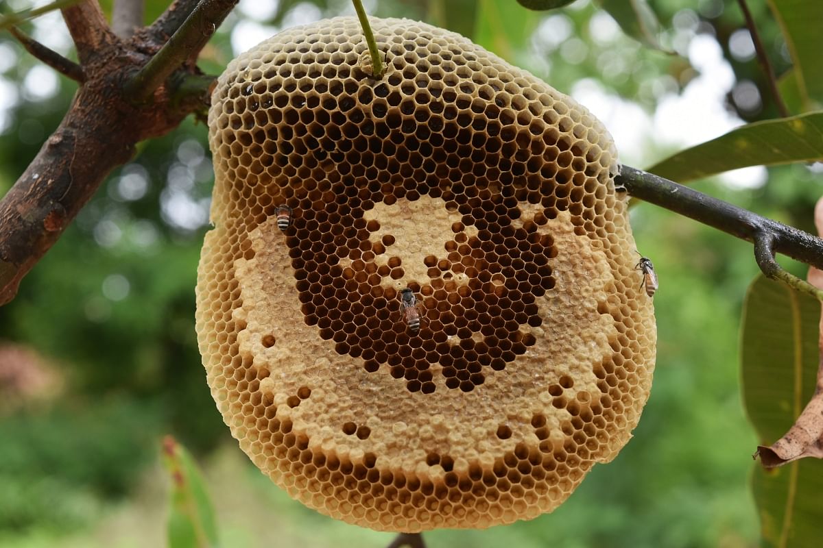 क्या आपसे भी मधुमक्खी का छत्ता, बुलबुले जैसी चीजें देखी नहीं जाती हैं?