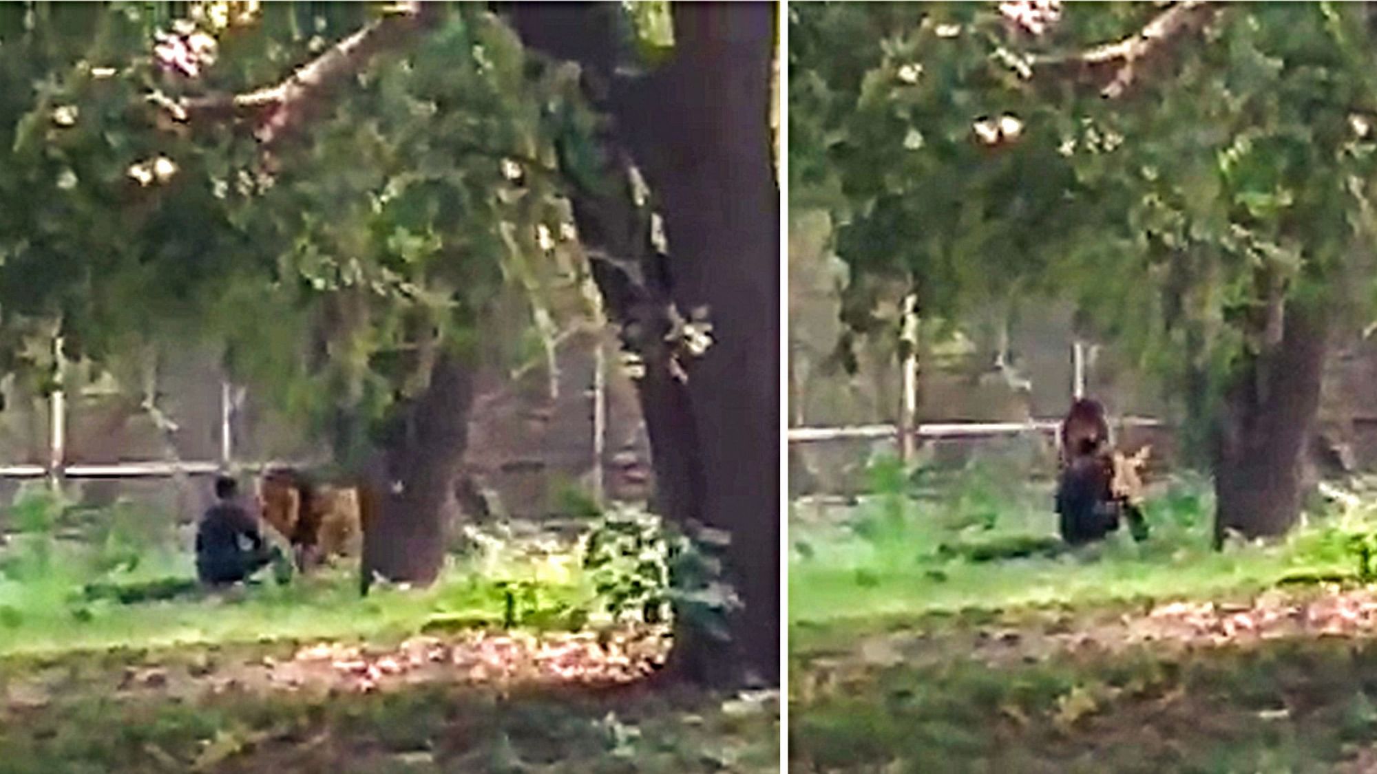 आनन-फानन में मौके पर पहुंचे कर्मचारियों ने युवक को शेर के पंजों में जाने से बचाया