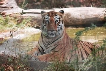 महाराष्ट्र: बाघ के हमले से महिला की मौत, 15 दिनों में पांचवी घटना