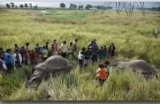 ओडिशा में 3 साल में 246 हाथियों की मौत : मंत्री