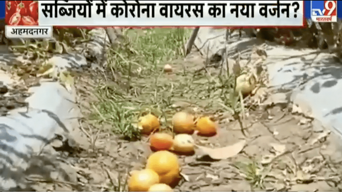 TV9 Bharatvarsh चैनल ने अपनी रिपोर्ट में कहा कि इस वायरस को महाराष्ट्र के किसानों ने रिपोर्ट किया है