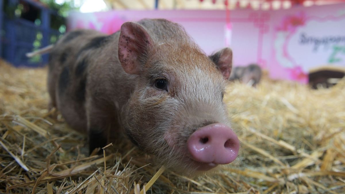 असम में अफ्रीकी स्वाइन फ्लू से हजारों सूअरों की मौत
