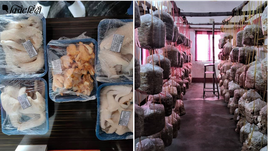 जमुई का स्कूल मशरूम उगाकर न सिर्फ शिक्षकों को सैलरी दे रहा है बल्कि ऑनलाइन पढ़ाई भी जारी रखी है