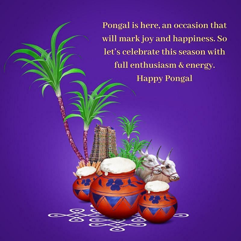 Happy Pongal 2021: पोंगल का त्योहार इस साल 15 जनवरी से शुरू हो रहा है. जिसे 4 दिनों तक मनाया जाएगा. 