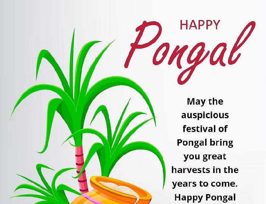 Happy Pongal 2021: पोंगल का त्योहार इस साल 15 जनवरी से शुरू हो रहा है. जिसे 4 दिनों तक मनाया जाएगा. 