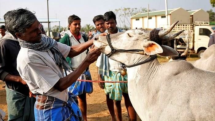 तेराकनाम्बी बाजार में गाय के दांतों का मुआयना करता एक किसान
