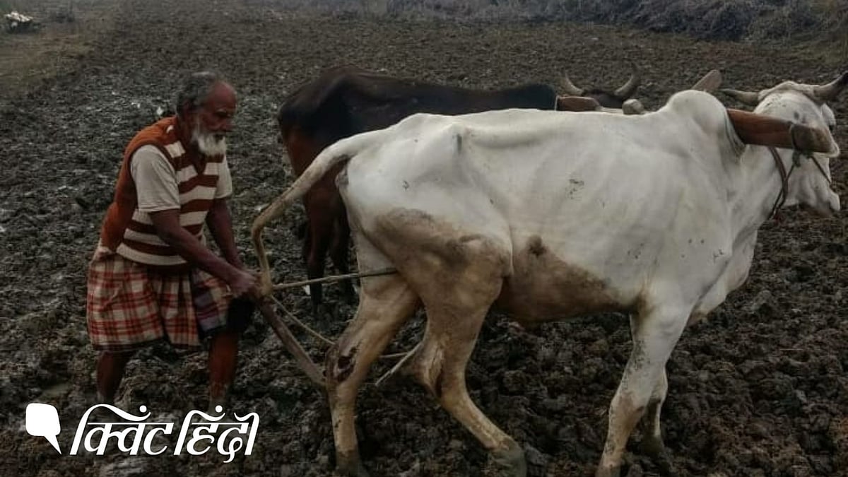 मॉनसून में देरी का खरीफ फसलों की बुवाई पर असर,lMD की भविष्यवाणी फेल