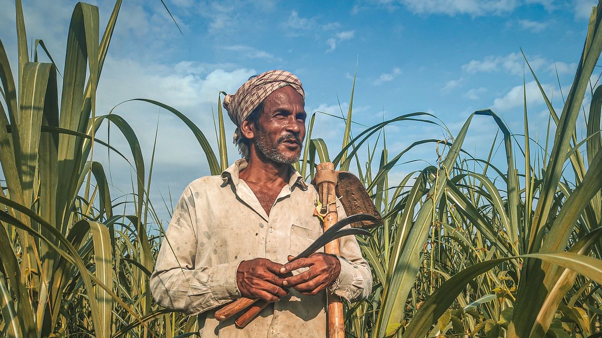 असम: महामारी और बाढ़ से त्रस्त गन्ना किसान, सरकार नहीं कर रही कोई समाधान