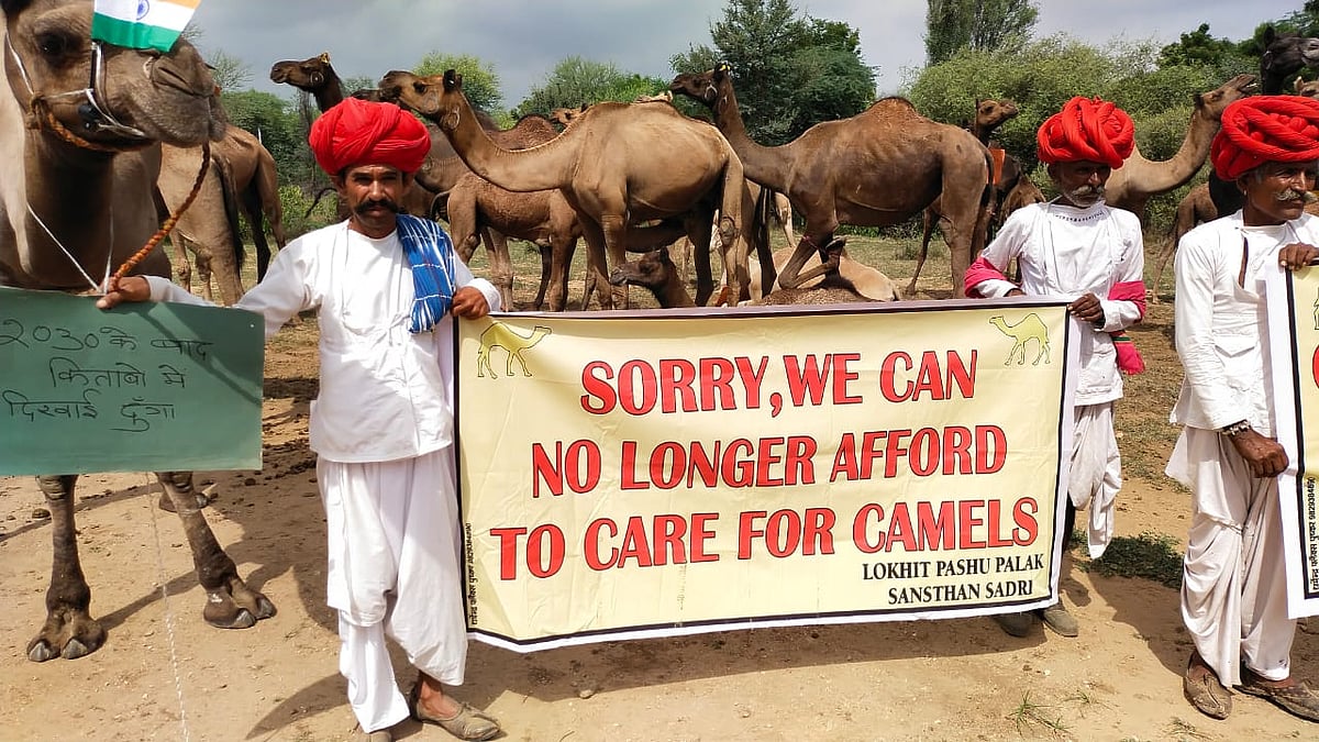 संकट में रेगिस्तान का जहाज: ऊंटों की कीमत में गिरावट, नया कानून भी बना रुकावट