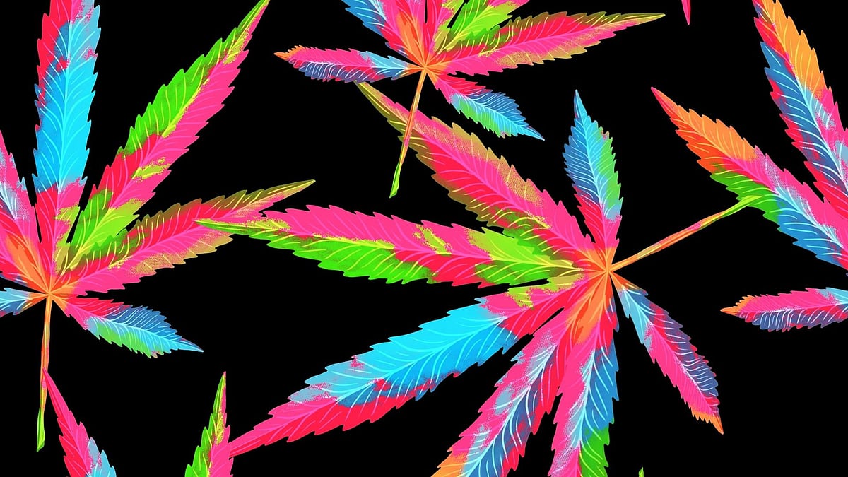 अगर किसी के पास 100 ग्राम चरस या 2 ग्राम कोकेन मिले तो कितनी सजा मिलेगी?