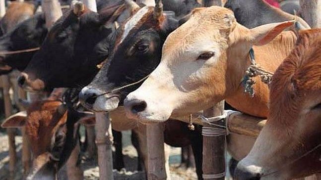 UP, कासगंज: गोशाला में गायों को जिंदा दफनाने का आरोप, डीएम ने किया इनकार