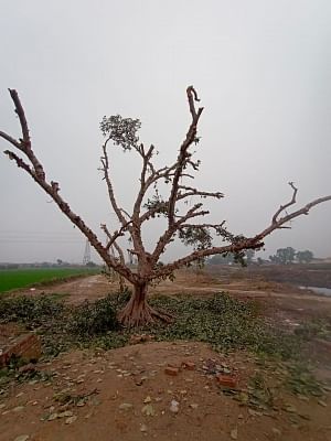 दिल्ली में 120 साल पुराने बरगद के पेड़ की सुरक्षा करने के लिए स्थानीय लोग चौबीसों घंटे निगरानी करने लगे हैं.
