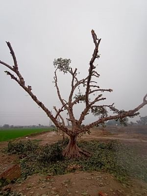 दिल्ली में 120 साल पुराने बरगद के पेड़ की सुरक्षा करने के लिए स्थानीय लोग चौबीसों घंटे निगरानी करने लगे हैं.