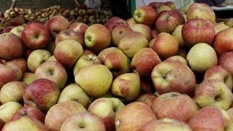 <div class="paragraphs"><p>ईरानी सेब का आयात कश्मीर सेब उद्योग के लिए अच्छी खबर नहीं</p></div>