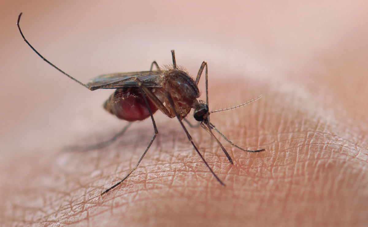 मलेरिया को केवल एक बुखार की तरह नहीं देखा जाना चाहिए. अगर इसका समय पर इलाज न हो, तो ये जानलेवा भी साबित हो सकता है.