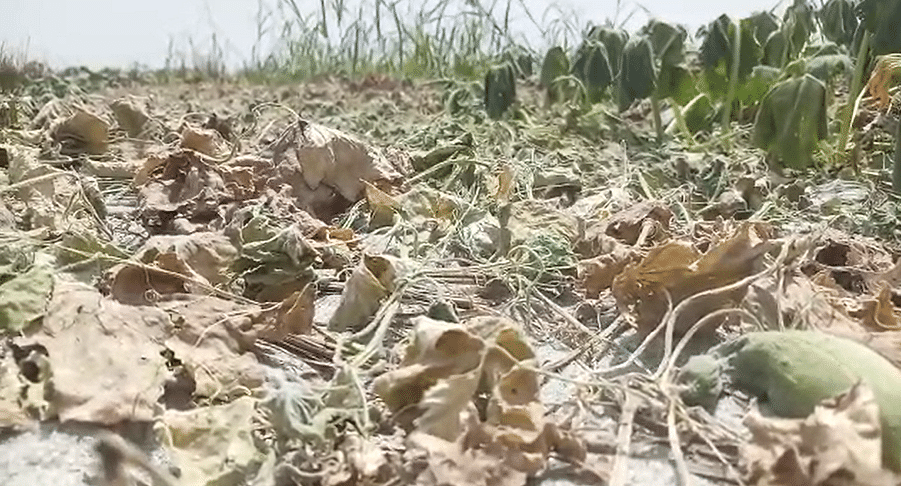 गंगा किनारे होने के बावजूद किसानों की फसल सूख रही है. बेल से हरे पत्ते गायब हो रहे हैं और फल नहीं आ रहा है. 