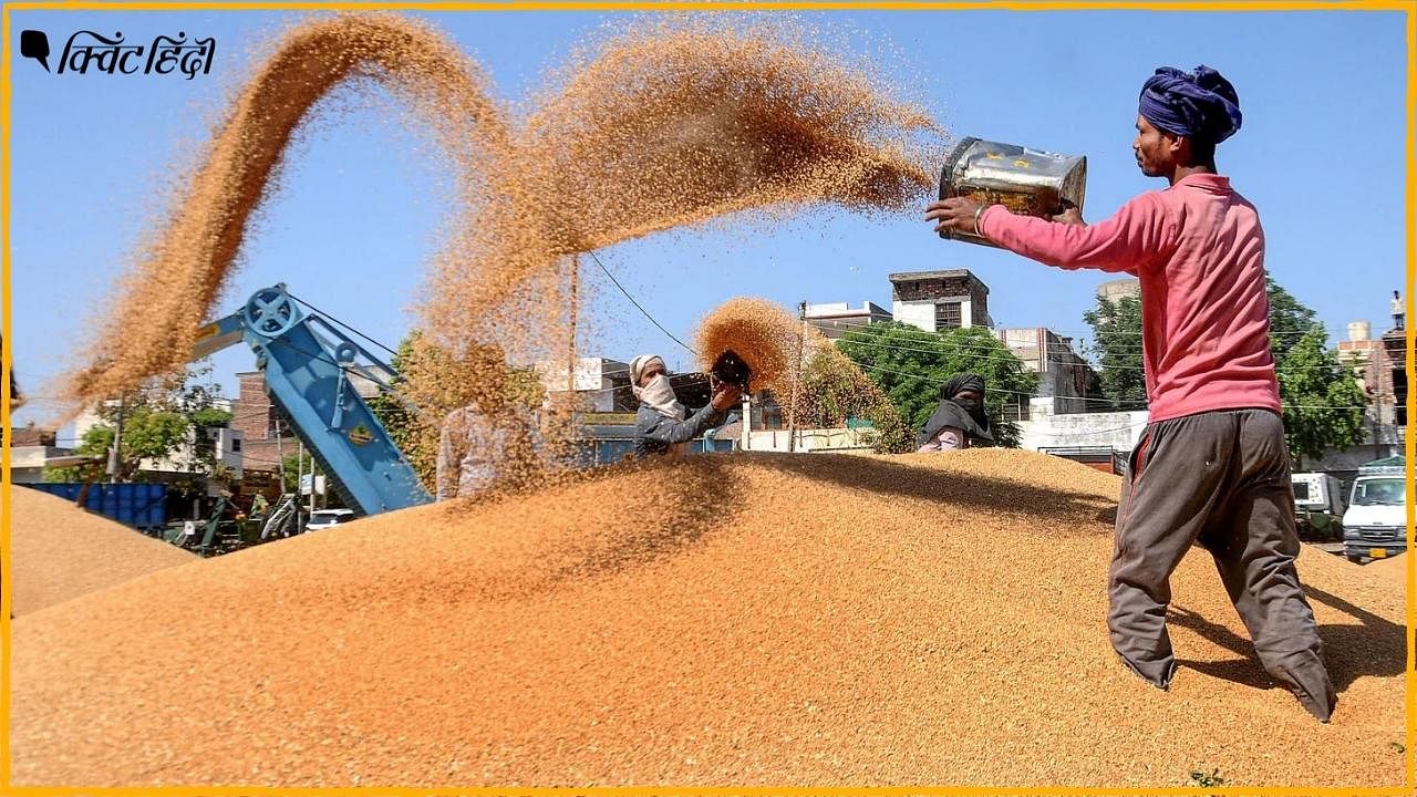<div class="paragraphs"><p>Indian Wheat Controversy: इंटरनेशनल मार्केट में गेहूं महंगा-भारत में कितना पड़ा असर?</p></div>